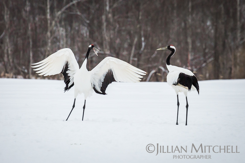 The incredible Red Crowned Crane in Hokkaido, Japan dancing in the snow.