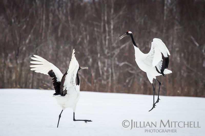 Endangered Red Crowned Cranes dancing in the snow.