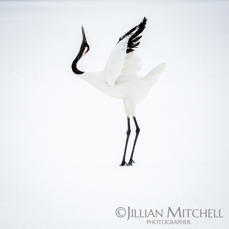 The incredible Red Crowned Crane in Hokkaido, Japan. fluffs the tail feathers in readiness to dance.
