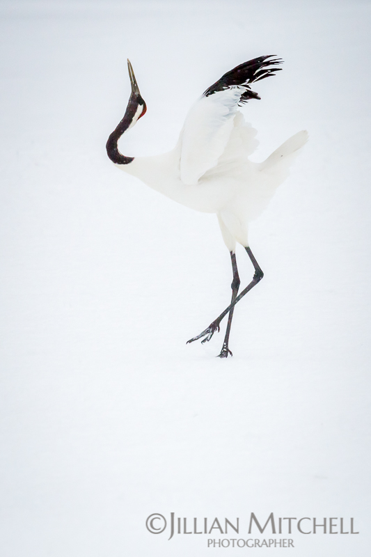The incredible Red Crowned Crane in Hokkaido, Japan fluffing up the wings in preparation to dance.