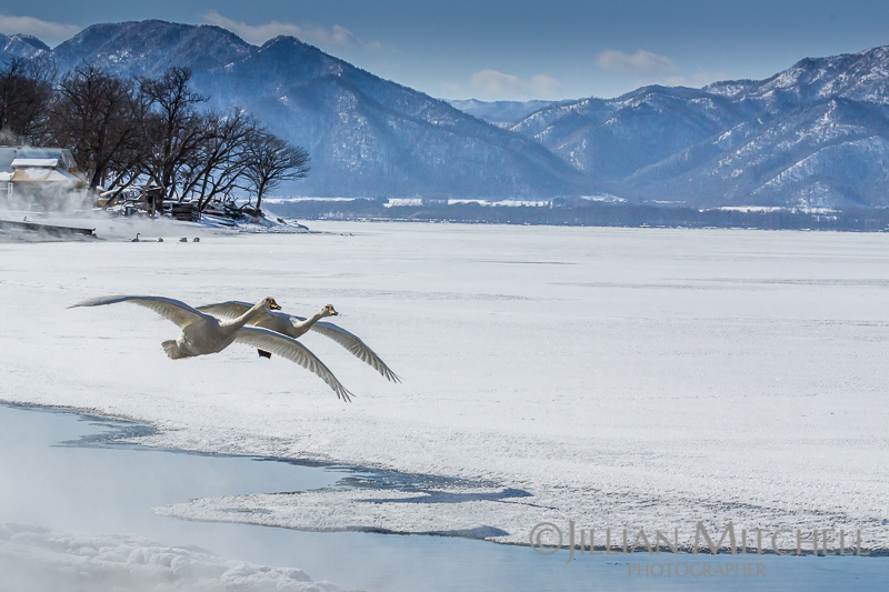 Whooper Swans on Lake Kussharo, Hokkaido, Japan.