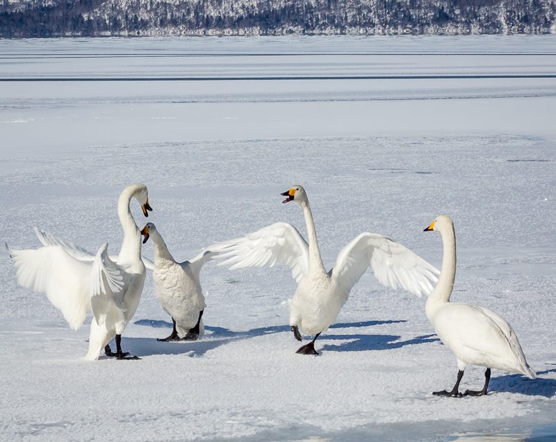 Whooper Swans on Lake Kussharo, Hokkaido, Japan.