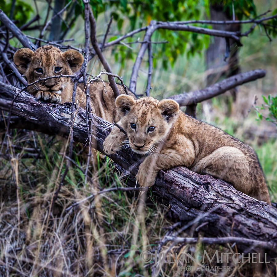 Cute little lion cubs playing in the grasses of the Okavango Delta, Botswana.