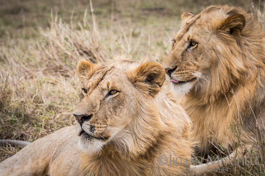 Lion in the Masai Mara, Kenya.