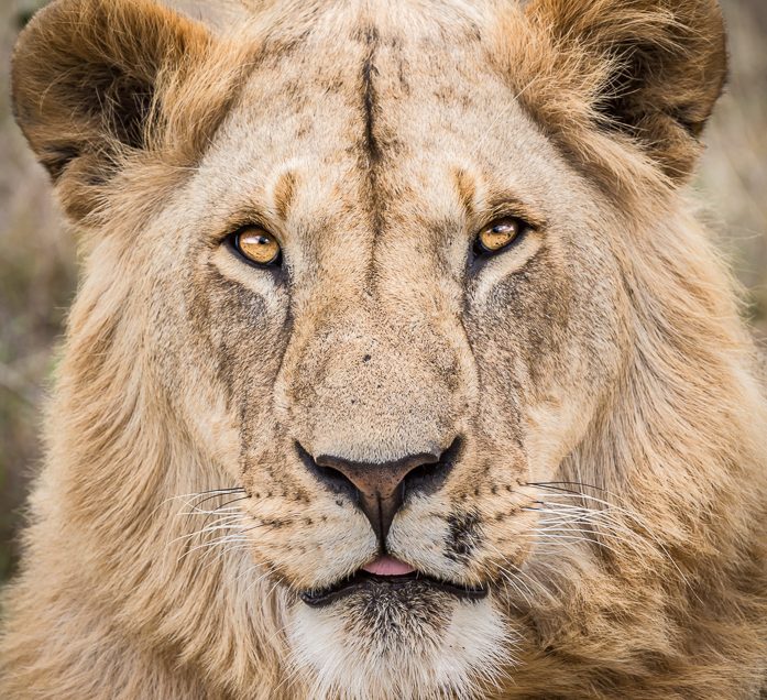 Lion in the Masai Mara, Kenya.