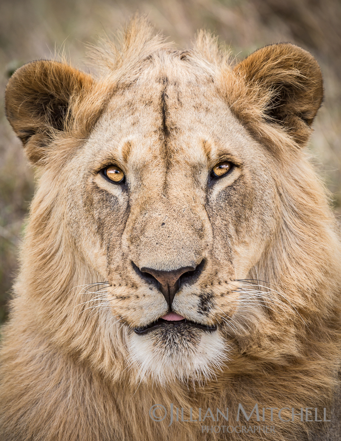 Lion in the Masai Mara, Kenya.
