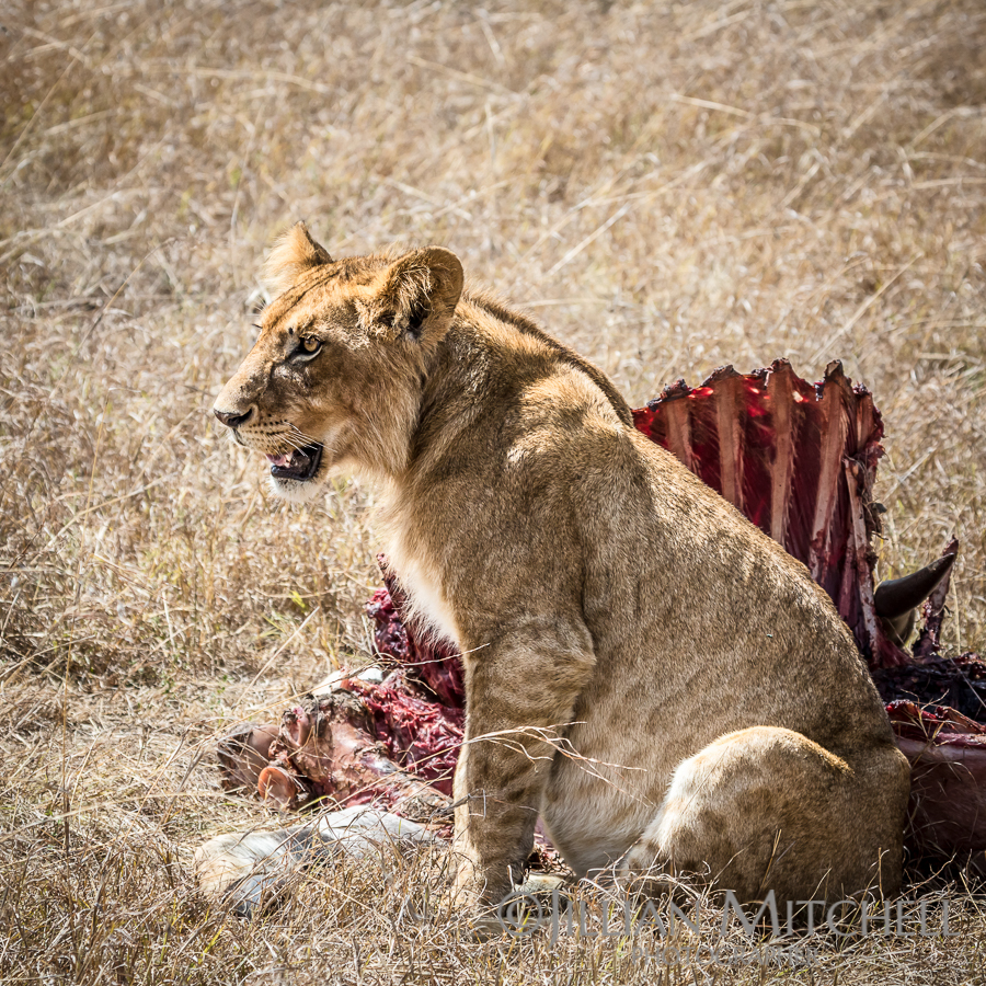 After the Feast - Lion in the Masai Mara, Kenya.