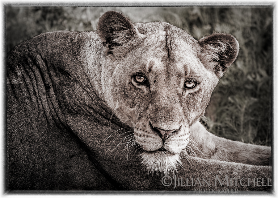 Look into my eyes - Kruger Lioness