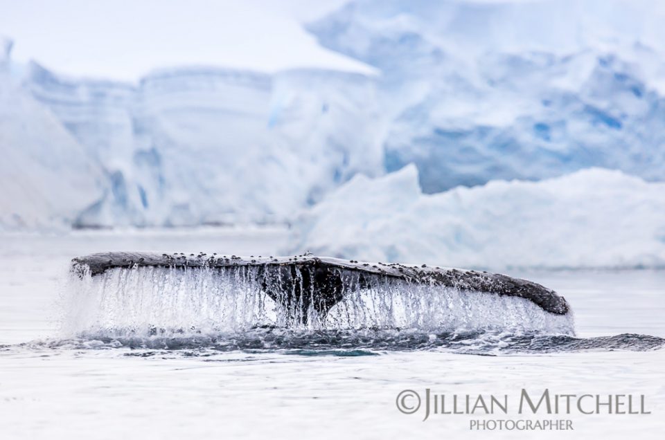 Humpback whales frolic and feed in Wilhelmina Bay, Antarctic Peninsula.