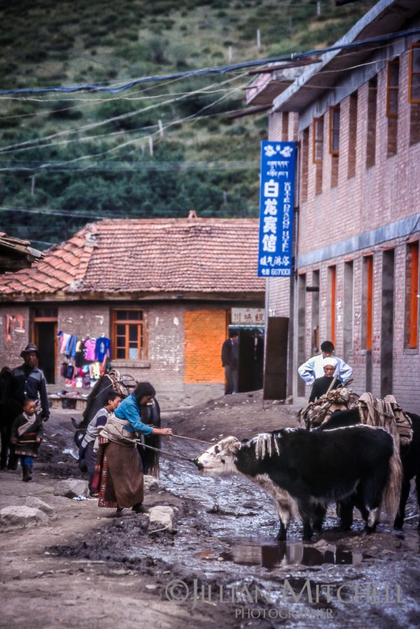 Woman battles to get her yak along the streets of Langmusi
