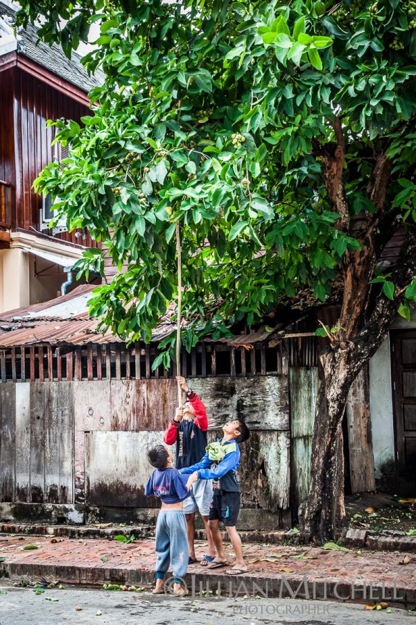 Kids prod a tree with a long bamboo pole waiting for its fruit to drop, Luang Prabang