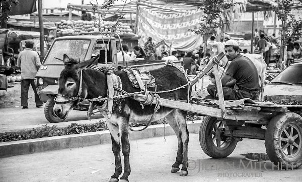The fascinating Turpan animal market, where livestock is traded each week, is an excellent way to get a peek into the Xinjiang life.