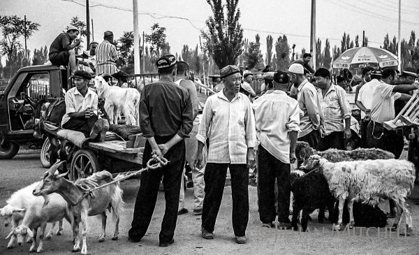 The fascinating Turpan animal market, where livestock is traded each week, is an excellent way to get a peek into the Xinjiang life.