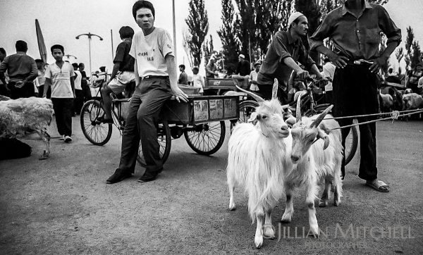 The fascinating Turpan animal market, where livestock is traded each week, is an excellent way to get a peek into the Xinjiang life.