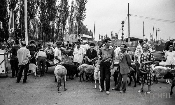 The fascinating Turpan animal market, where livestock is traded each week, is an excellent way to get a peek into the Xinjiang life.