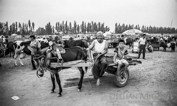 The fascinating Turpan animal market, where livestock is traded each week, is an excellent way to get a peek into the Xinjiang life.