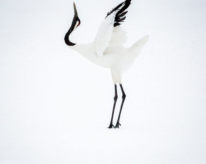 The incredible Red Crowned Crane in Hokkaido, Japan. fluffs the tail feathers in readiness to dance.