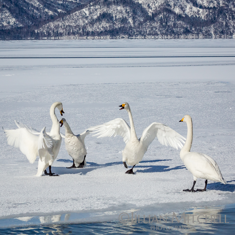 Whooper Swans on Lake Kussharo, Hokkaido, Japan.