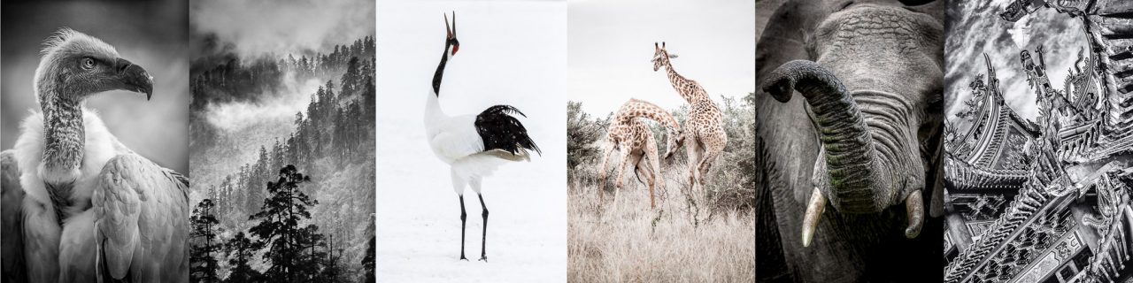 Jillian Mitchell Photography - Nature, Travel & Wildlife Fine Art Photography