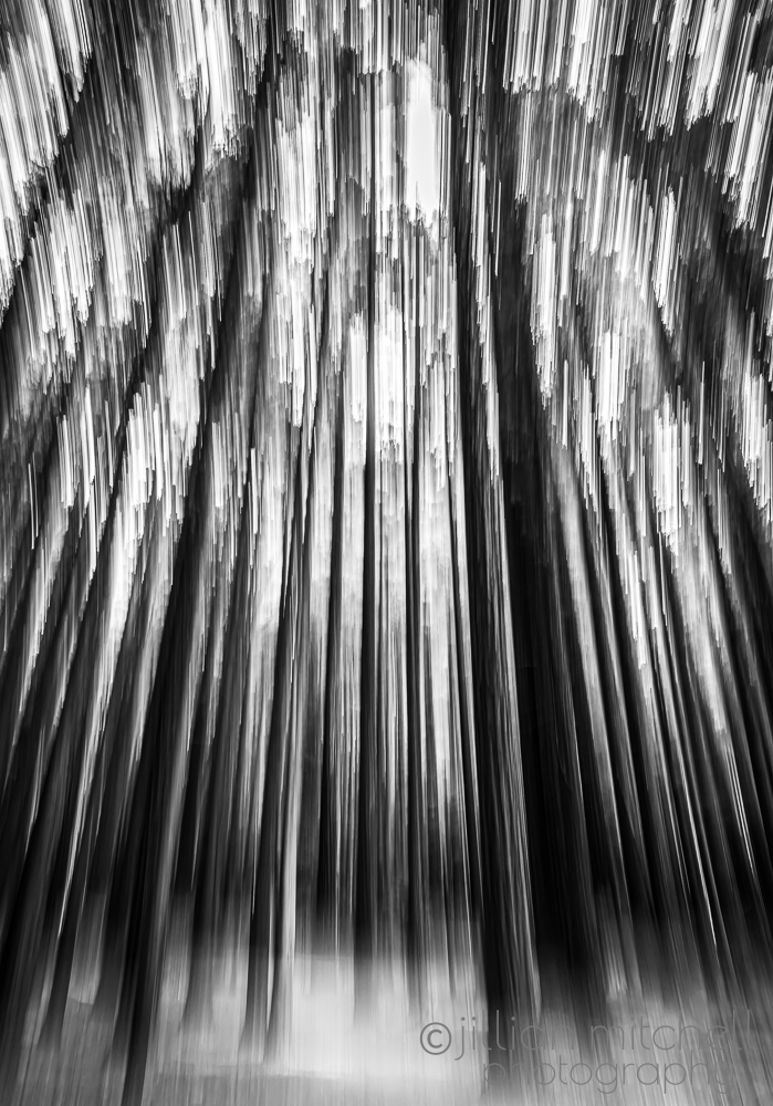 Black and white photograph of a Redwood Forest photographed using Intentional Camera Movement or ICM.