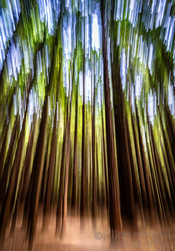 ICM capture of a Redwood Forest