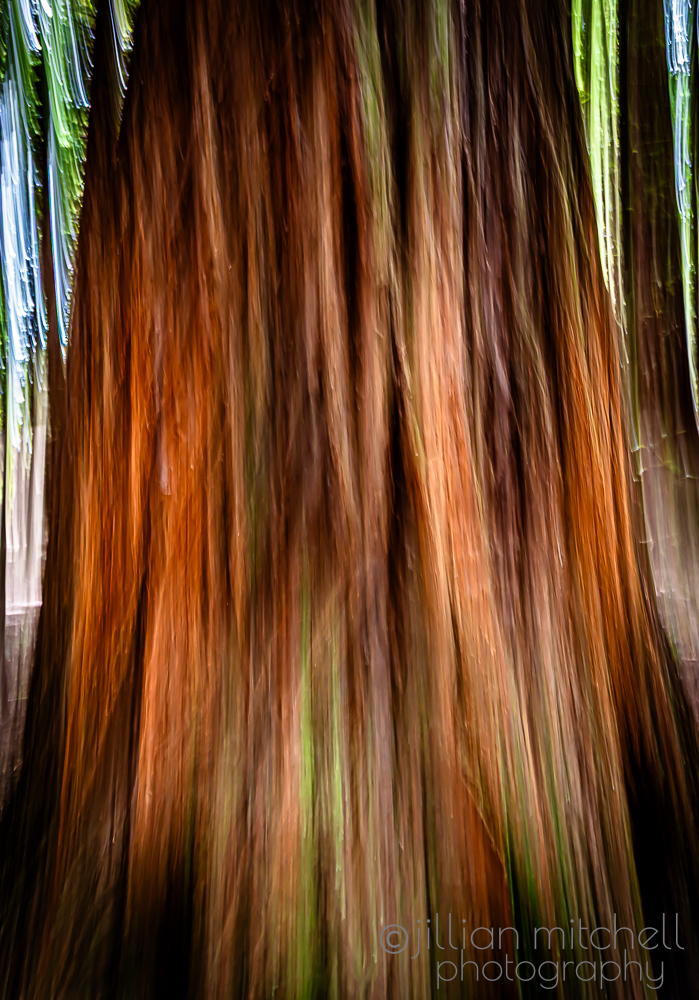 Close up of a Redwood Tree trunk photographed using Intentional Camera Movement.