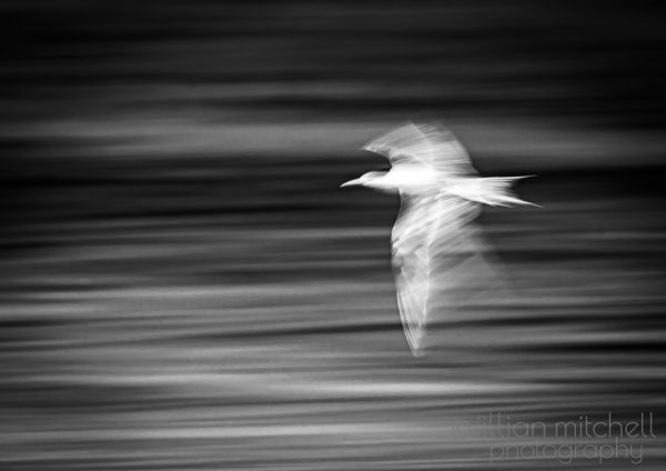 Crested Tern in Flight, photographed using Intentional Camera Movement.