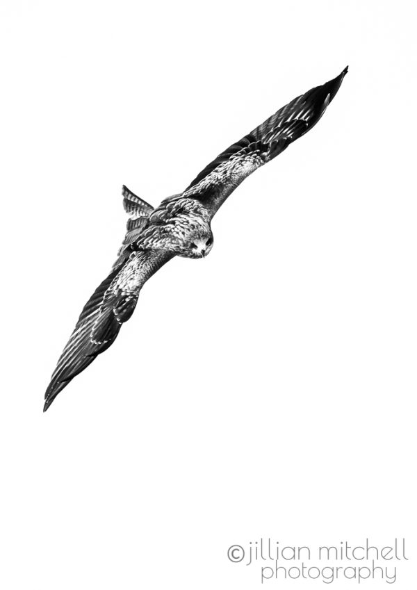 Black Kite in flight near Lake Furen , Hokkaido, Japan