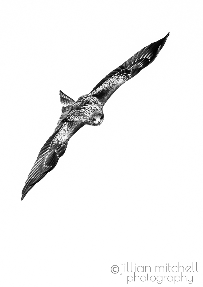 Stunning Black Kite in Flight