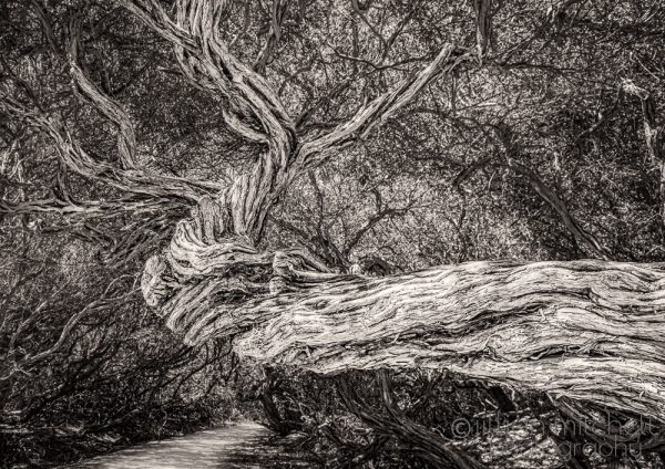The Tree - Textured twisted trunk of a tree near Tidal River, Wilsons Promontory, Victoria, Australia.