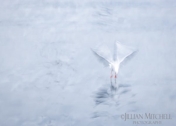 Touch Down - A seagull photographed using Intentional Camera Movement