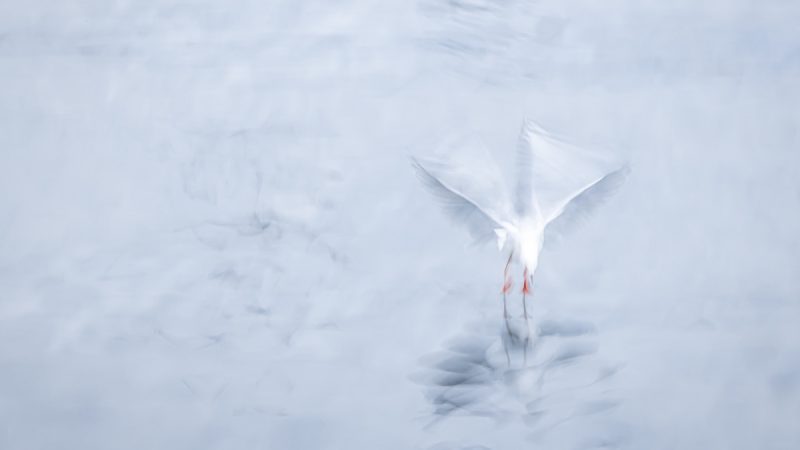 Touch Down - A seagull photographed using Intentional Camera Movement
