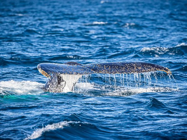 Humpback Whale Tail