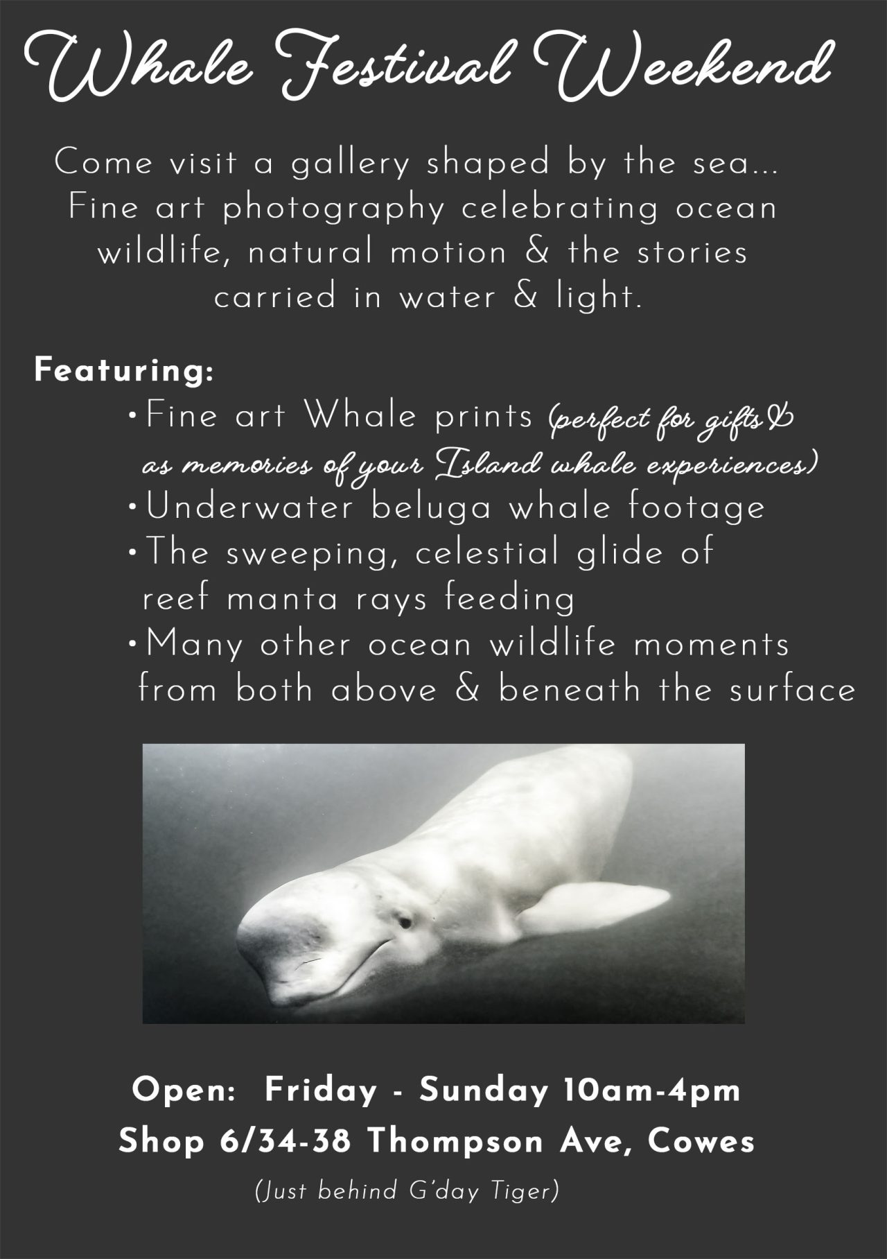 Island whale festival at Jillian Mitchell Photography Gallery, Cowes Phillip Island.