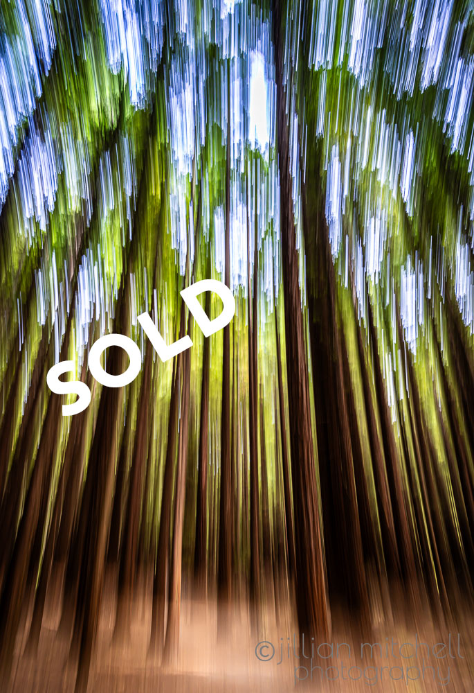 Intentional Camera movement has been used to capture and highlight gorgeous stature of redwood forest in New Zealand.