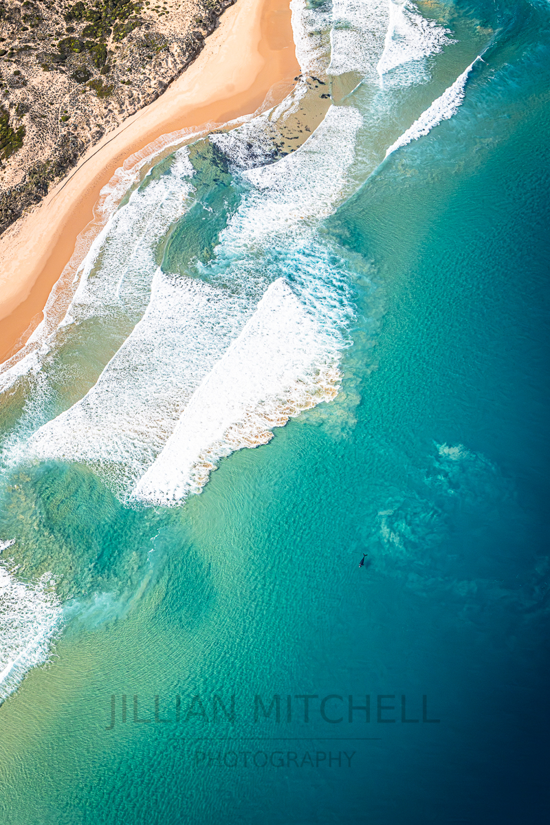 Gorgeous aerial view of Cape Woolamai beach with turquoise waters rolling in whilst an endangered Southern Right Whale swims just offshore.