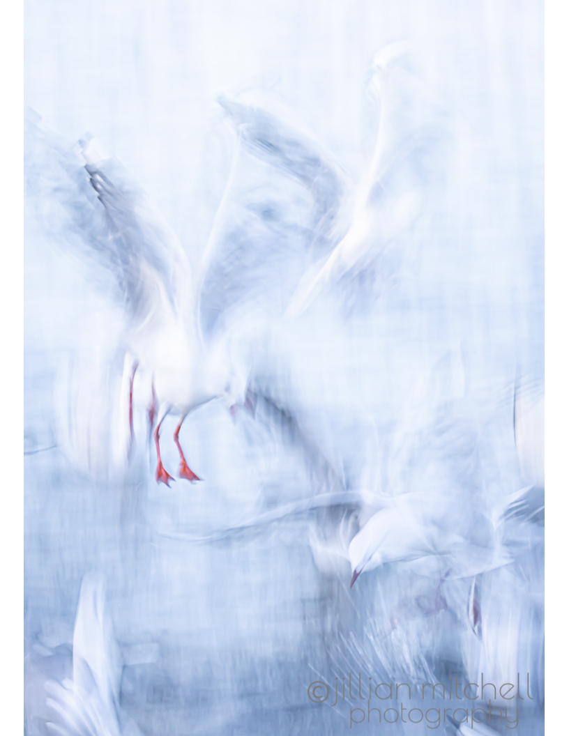 Silver Gulls photographed using slow shutter speed and Intentional Camera Movement which results in a dreamy mass of movement of the birds interspersed with splashes of water streaming up from the ocean surface.