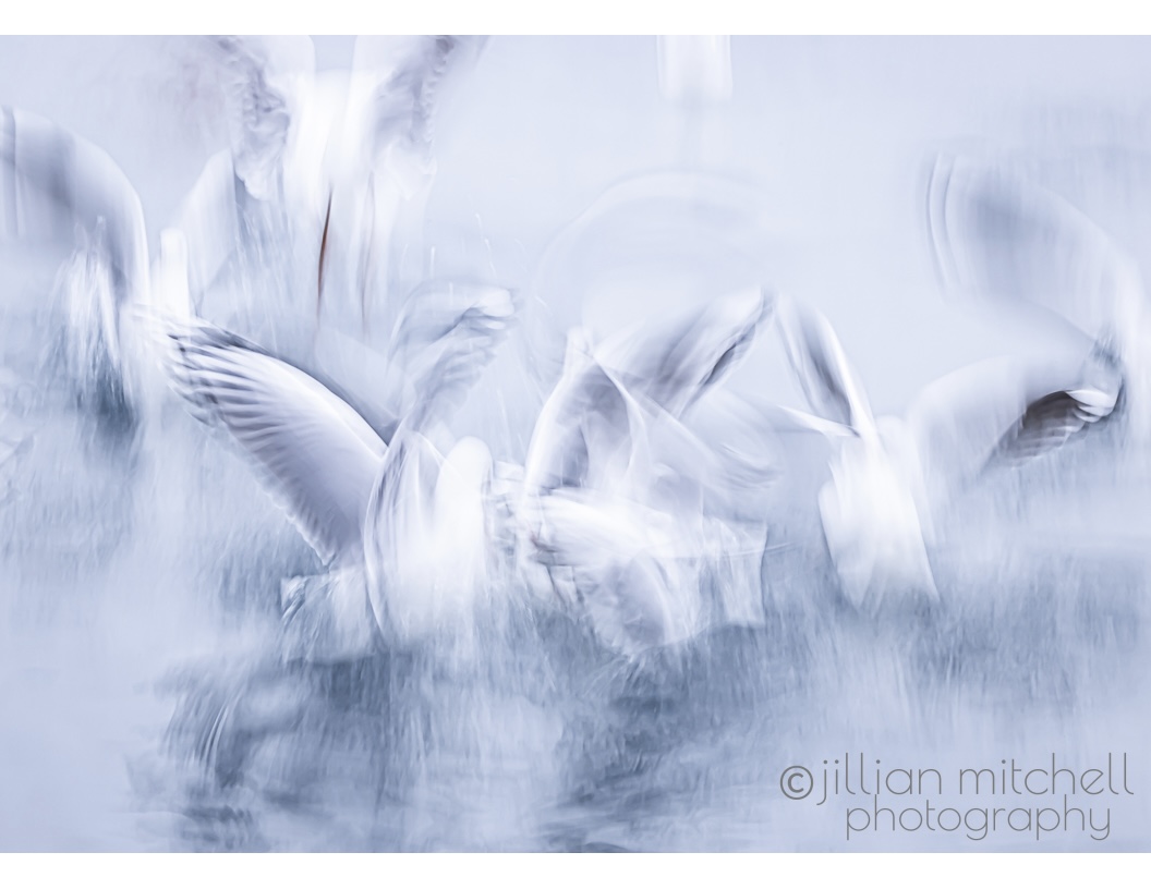 A frenzy of Silver Gulls eating the leftovers thrown into the water by a fisherman on the docks down at Newhaven on Phillip Island. The slow shutter speed and movement results in a mass of wings and birds all clearly in frenzied movement.
