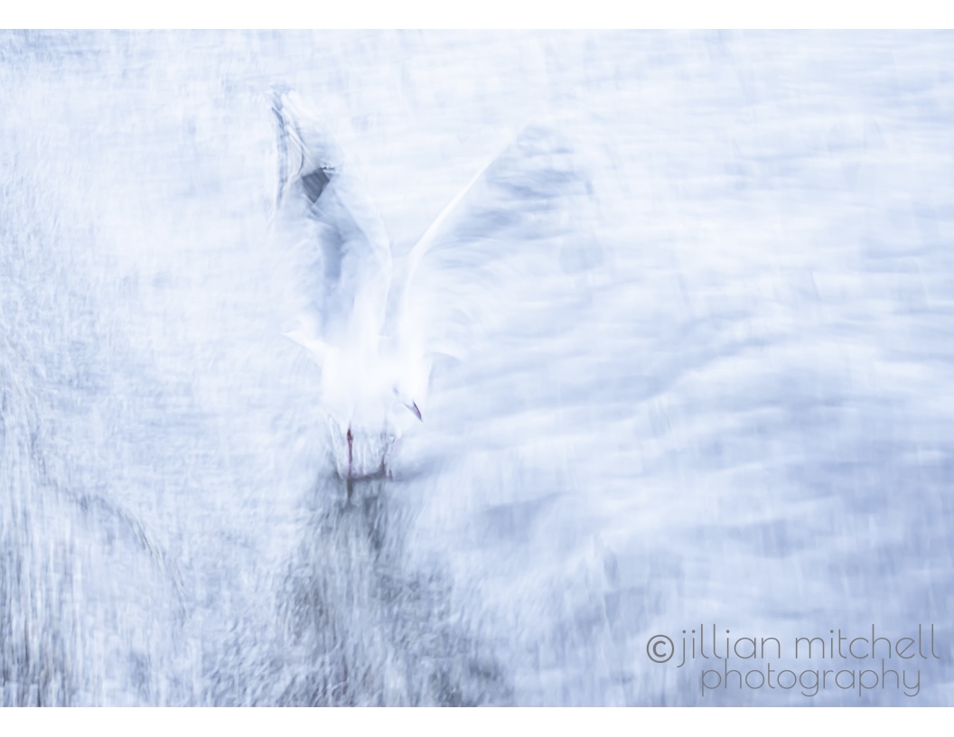 A Silver Gull photographed using intentional camera movement and a slow shutter speed to show the exact moment the gull has landed in the water with its wings still stretched upwards and the movement of the water looking more like clouds.