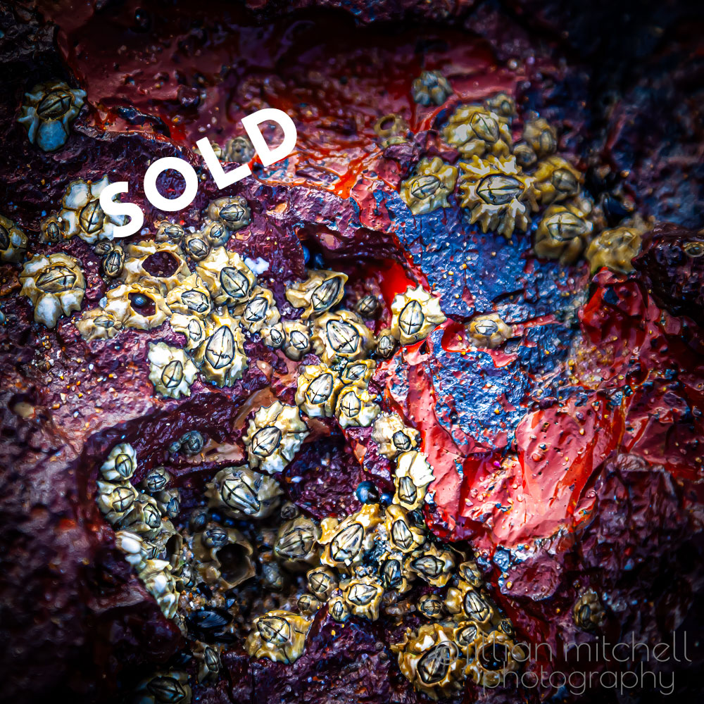 Close up photo of scaly Surf Barnacles surrounded by vibrant blue encrusting sponge and red algae under a rock platform at Forrest Caves beach on Phillip Island, Victoria, Australia.