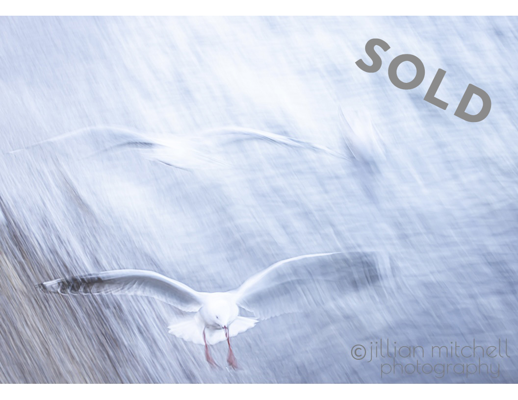 Intentional Camera Movement and a slow shutter speed come together to show a Silver Gull being followed by another gull which present with significantly more blur which still clearly conveys the subject matter.